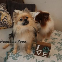 Pomeranian Puppies from Hemolele Poms