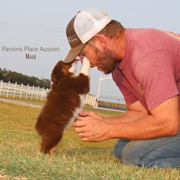 Miniature Australian Shepherd Puppies from Parsons Place Aussies