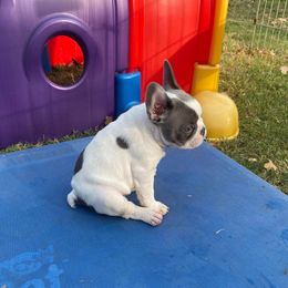 French Bulldog Puppies from Texas Star Frenchies