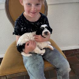 Bingo - Black and white female Bernedoodle puppy in Colorado Springs, Colorado from Mercy Mountain Bernedoodles