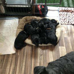 Labrador Retriever Puppies from Niall’s Labrador Retrievers