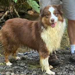 Beth - Australian Shepherd