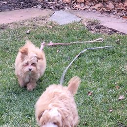 Assorted Doodle Crosses Puppies from Oasis Cotonpoos