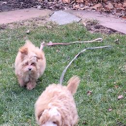 Assorted Doodle Crosses Puppies from Oasis Cotonpoos