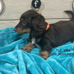 Dachshund Puppies from TLC Mini Dachshunds