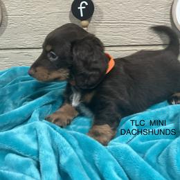 Dachshund Puppies from TLC Mini Dachshunds