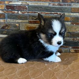 Boy2 - Black and tan male Pembroke Welsh Corgi puppy in Visalia, California from VIP Stables