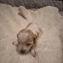 Roxie - Piebald female Dachshund puppy in Summit, South Carolina from Doxies4Paws