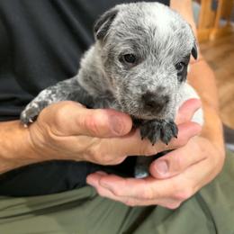 Lilac - Blue speckled female Australian Cattle Dog puppy in Monterey, Tennessee from Quarter Acre Farms