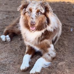 Valentina - Australian Shepherd