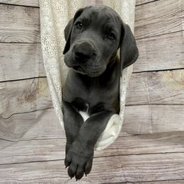 Great Dane Puppies from Lazuli Great Danes