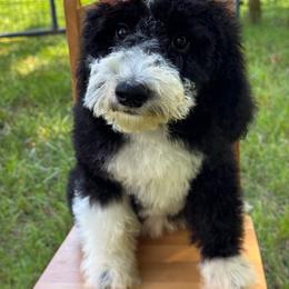 Maple - female Australian Mountain Doodle puppy in Claremont, North Carolina from Magnolia Grove Farms