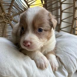 Junia - Red merle female Australian Shepherd puppy in Grants Pass, Oregon from Carmel Mountain Aussies