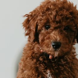 Goldendoodles from Real Doodles of OC