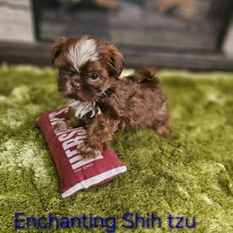 Akc S'mores  1300 - Liver and white male Shih Tzu puppy in Dexter, Kentucky from Enchanting Shih tzu