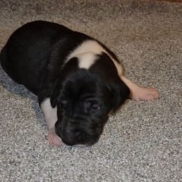 Vega - Mantle female Great Dane puppy in Walker, Louisiana from La Rebel Danes