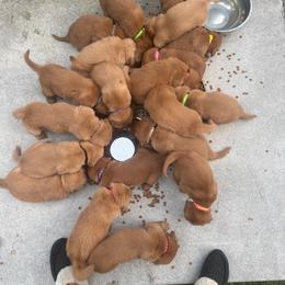 Golden Retriever Puppies from Bigfoot Goldens - AKC Registered Dark Red