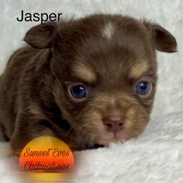 Chihuahua Puppies from Sunset Eves Chihuahuas