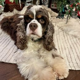 Merica - Cocker Spaniel