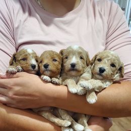 Cavapoo Puppies from Good Shepherd Homestead