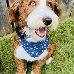 River - Goldendoodle