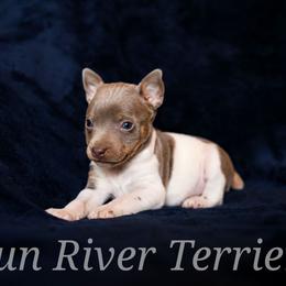 Pearl boy - White and blue fawn male Rat Terrier puppy in Allegan, Michigan from Gun River Terriers
