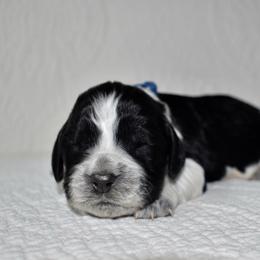 Tiger - Black and white male English Springer Spaniel puppy in Chapmansboro, Tennessee from Balthrop Bend Farms