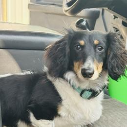 Dachshunds and Pembroke Welsh Corgis from Newton Hay & Cattle