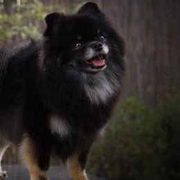 Pomeranians from Lucky Pine Kennels