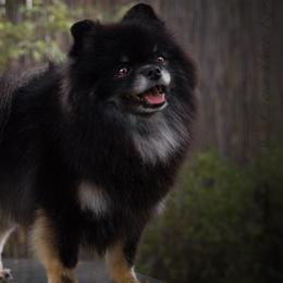 Pomeranians from Lucky Pine Kennels