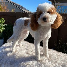 Nugget - Goldendoodle