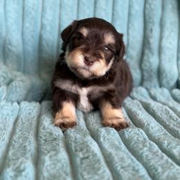 Reeses - Liver male Miniature Schnauzer puppy in Sterling, Idaho from Sterling Schnauzer's