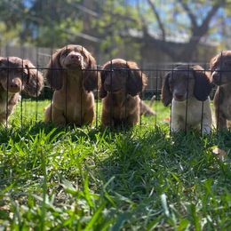 Dachshund Puppies from Shaffers low riding weiners