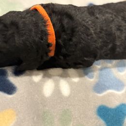 Goldendoodle and Poodle Puppies from Southern Stroll Poodles & Doodles