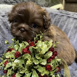 Shih Tzu Puppies from Hilltop Shih Tzus