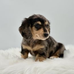 River - Dapple female Dachshund puppy in Litchfield, Illinois from Charmm Dachshunds