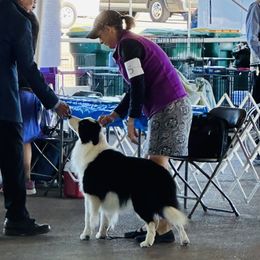 Zeke - Border Collie