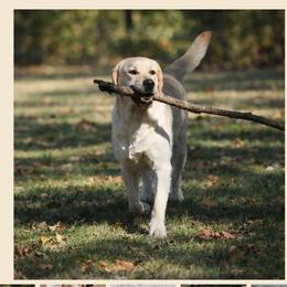 Ryzer - Yellow male Labrador Retriever puppy in Nacogdoches, Texas from Westlane Dogs