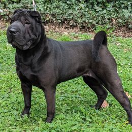 Chinese Shar-Pei All Grown Up from Eihpos Shar-Pei
