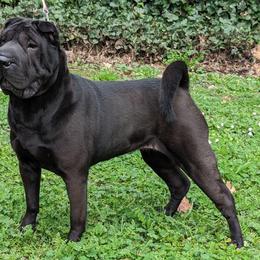 Chinese Shar-Pei All Grown Up from Eihpos Shar-Pei