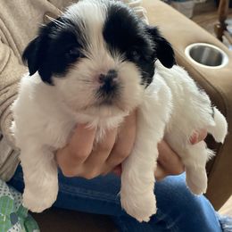 Shih Tzu Puppies from Tami's Shih Tzus