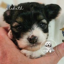 Elsbeth - Black and white female Coton de Tulear puppy in Iowa from Jac Be Nimble Cotons