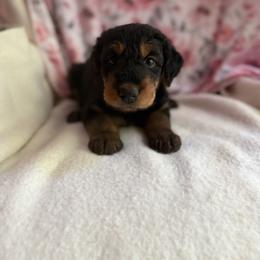 Mindy - Black and tan female Airedale Terrier puppy in Thomasville, North Carolina from Beitzel Babies