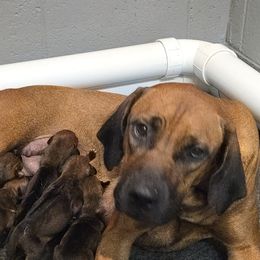 Zoey - Rhodesian Ridgeback