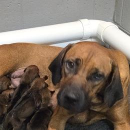 Zoey - Rhodesian Ridgeback