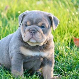 Shaggy - Lilac tri-color male Bulldog puppy in Zionsville, Indiana from Midwest Bulldogs