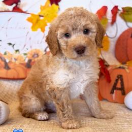 Sugar - Cream male Goldendoodle puppy in Caldwell, Idaho from Leila Pearson