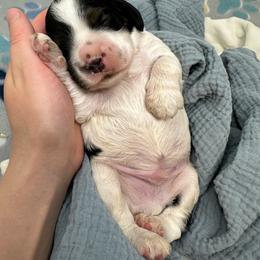 Patriot - Black and white male Cocker Spaniel puppy in Cincinnati, Ohio from Abundance of Joy LLC Cocker Spaniels