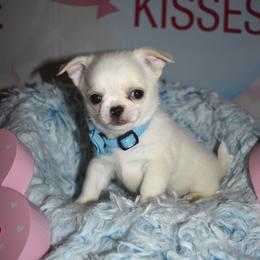 Ace - White male Chihuahua puppy in Gloucester, Virginia from Charlotte's Web of Chihuahuas