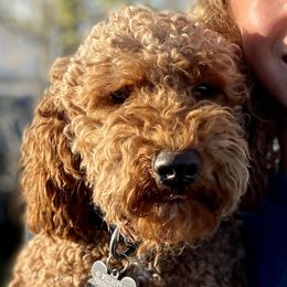 Dash - Goldendoodle